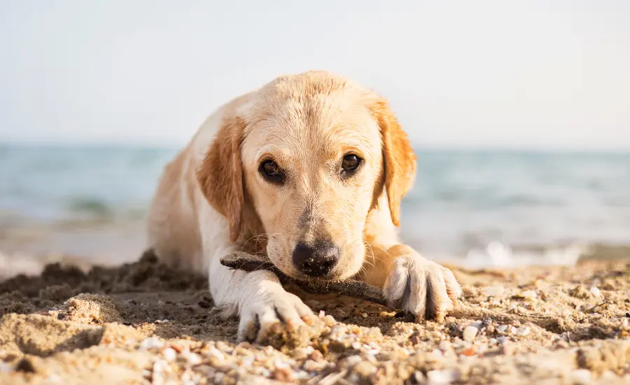 Pas leži na pijesku na plaži držeći štap u ustima, s morem u pozadini.