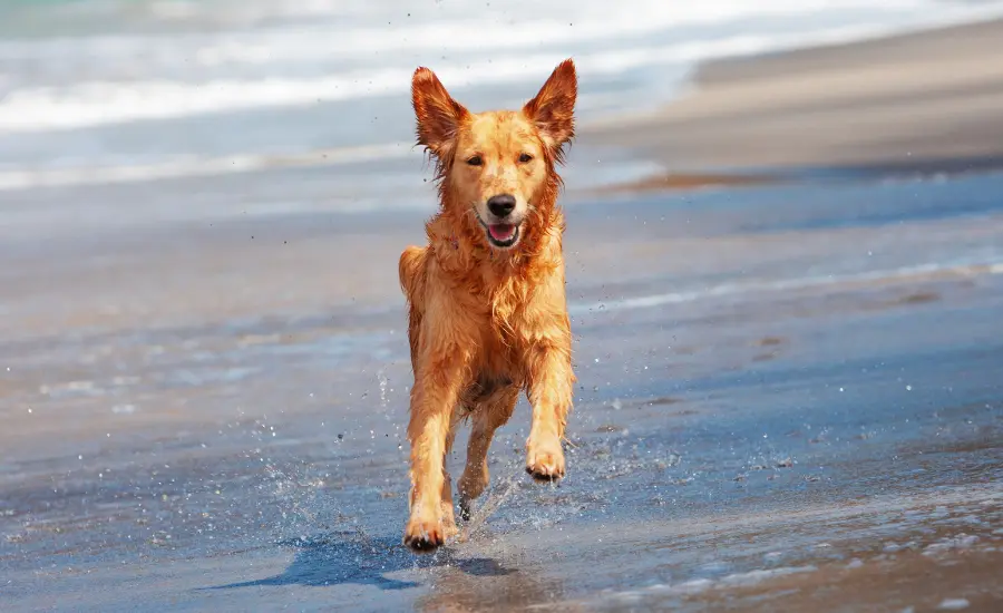 Zlatni retriver trči po plaži s osmijehom na licu, pokazujući da uživa u ljetovanju.