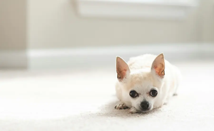 Mali bijeli čivava s marljama na dlaci leži na svijetlom tepihu i gleda prema kameri.